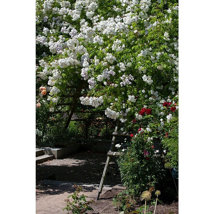 Rosa Hybride KletterLizenzfrei 3 Sonder