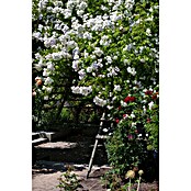 Rosa Hybride KletterLizenzfrei 3 Sonder