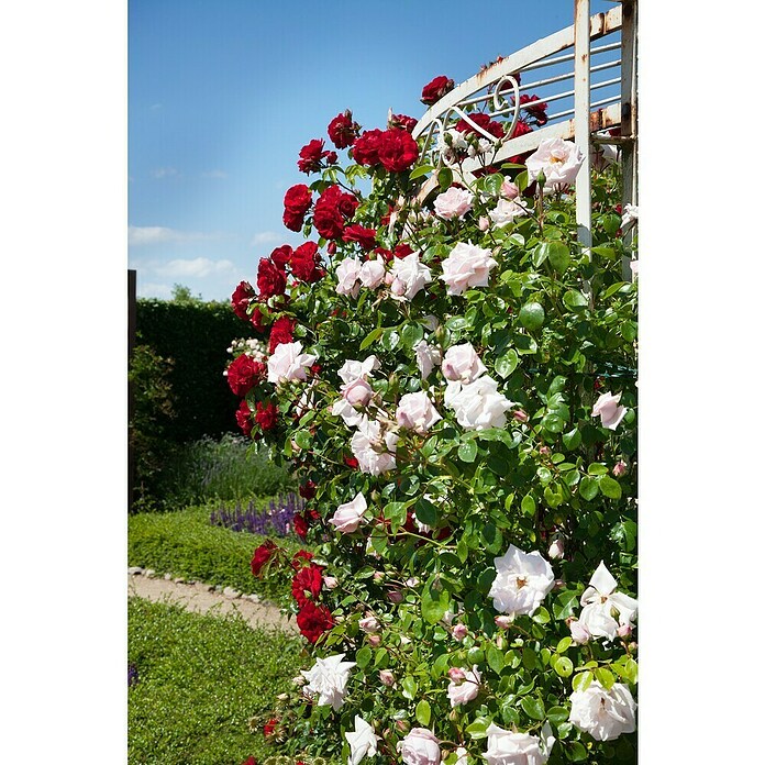 Rosa Hybride KletterLizenzfrei 3 Sonder