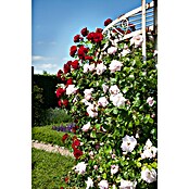 Rosa Hybride KletterLizenzfrei 3 Sonder