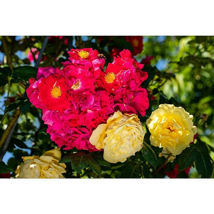 Rosa Hybride KletterLizenzfrei 3 Sonder