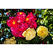 Rosa Hybride KletterLizenzfrei 3 Sonder