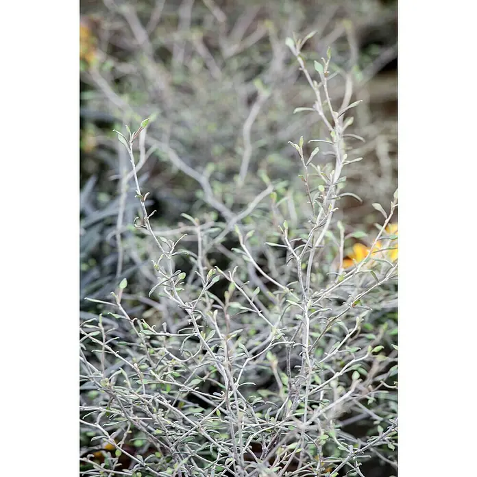 Piardino Zickzackstrauch - Corokia cotoneaster, Gelb - Nahaufnahme eines silberblättrigen Strauchs, dessen zarte Äste und Blätter eine elegante Textur und ein sanftes Farbspiel zeigen.