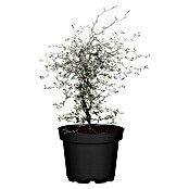 Piardino Frühlingsblüher Zickzackstrauch (Corokia cotoneaster, Topfgröße: 12 cm, Gelb) | BAUHAUS