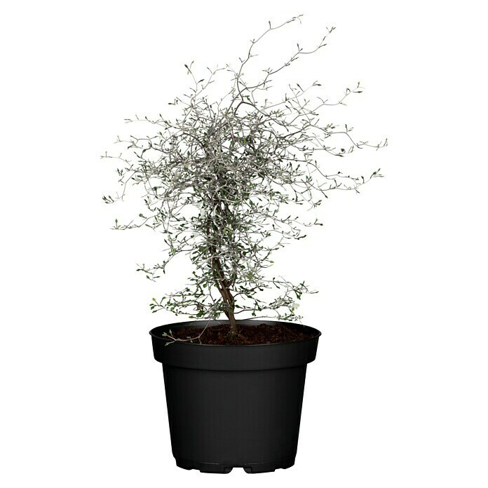 depot blumenstnder Blumenstnder aus MDF im Set