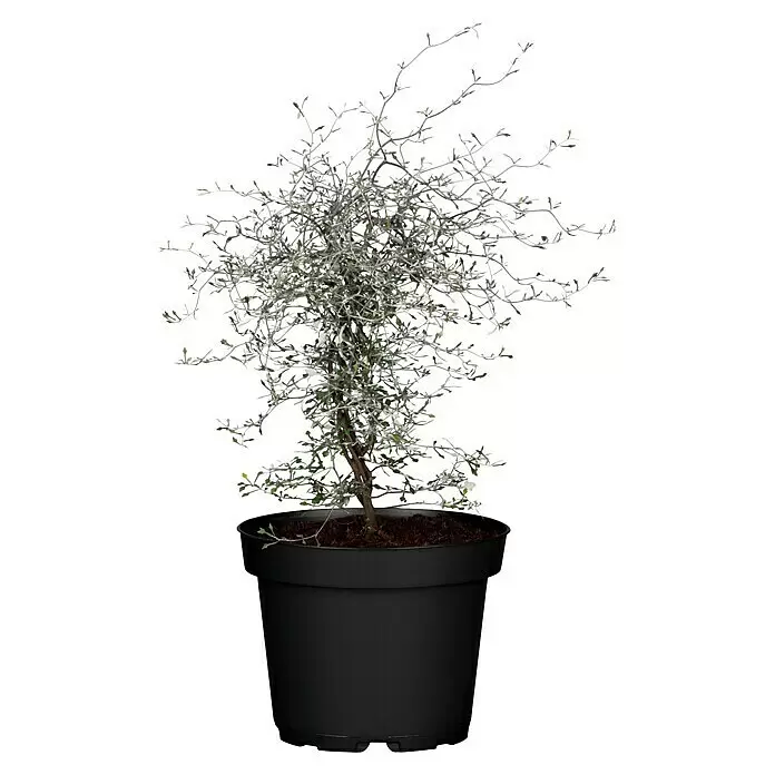 Piardino Zickzackstrauch - Corokia cotoneaster, Gelb - Kleiner Baum mit spärlichem, silbrig-grünem Laub in einem schwarzen Topf.