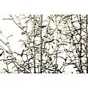 Piardino Frühlingsblüher Zickzackstrauch (Corokia cotoneaster, Topfgröße: 12 cm, Gelb) | BAUHAUS