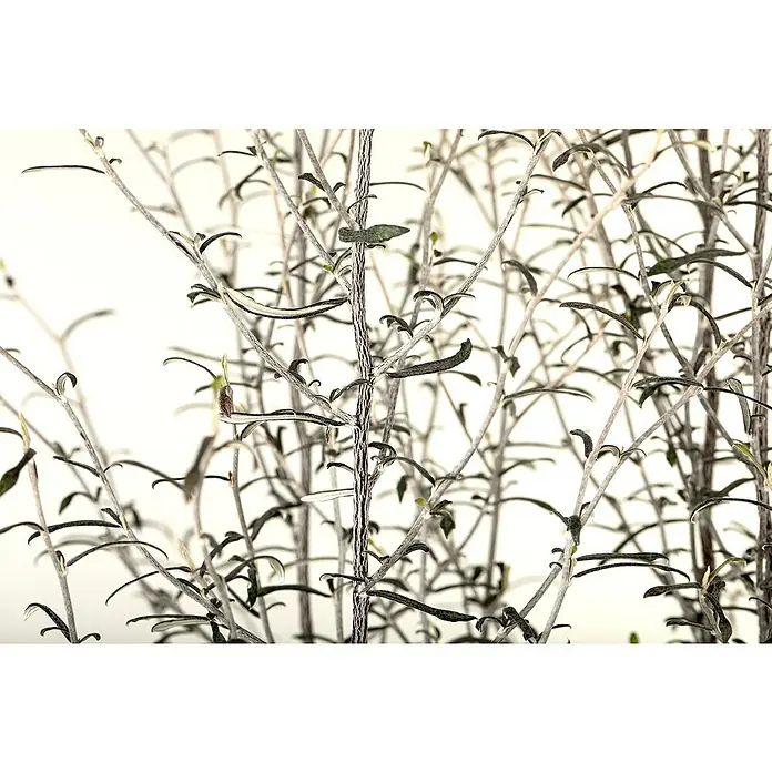 Piardino Zickzackstrauch - Corokia cotoneaster, Gelb - Nahaufnahme einer Lavendelpflanze mit ihren schmalen, silbrigen Blättern und zarten Stielen vor einem neutralen Hintergrund.