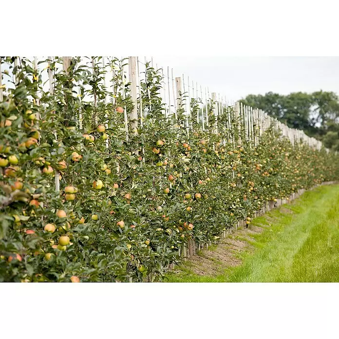 Piardino Bio Apfelbaum - Malus domestica, 5 l, Erntezeit: September - Apfelplantage mit mehreren Reihen Bäumen voller reifer, farbiger Äpfel.