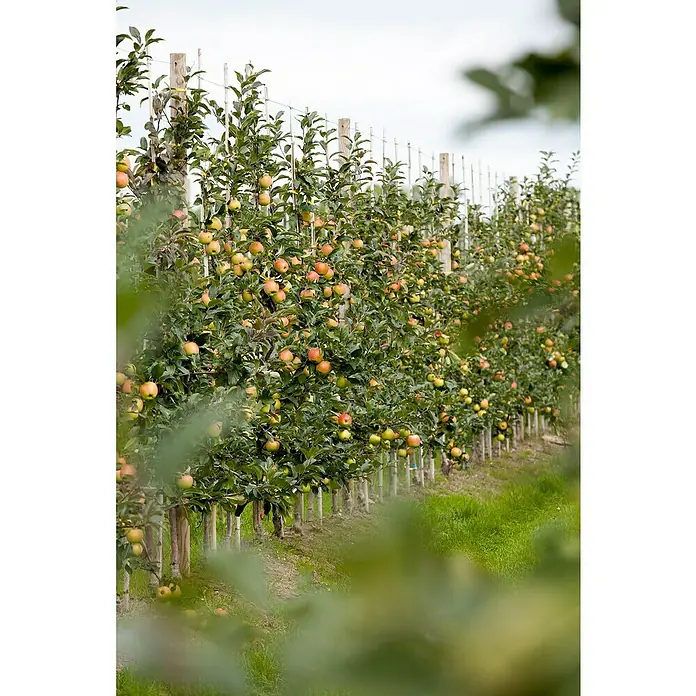 Piardino Bio Apfelbaum - Malus domestica, 5 l, Erntezeit: September - Eine Reihe von Apfelbäumen mit reifen Äpfeln an einem sonnigen Tag. Die Bäume sind ordentlich aufgereiht und voller Früchte.