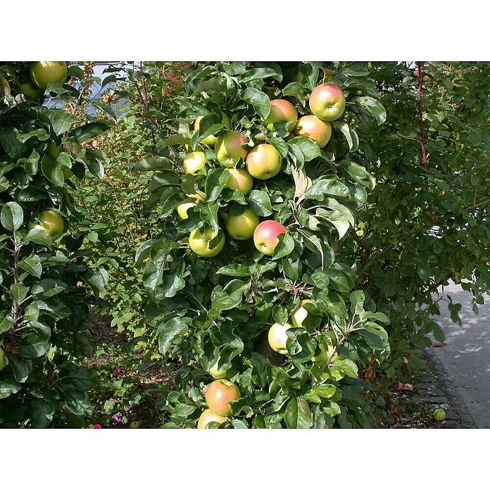Piardino Bio Apfelbaum - Malus domestica, 5 l, Erntezeit: September - Reife Äpfel hängen an einem üppigen Baum, bereit für die Ernte, mit intensivem Grün, das die Früchte betont.