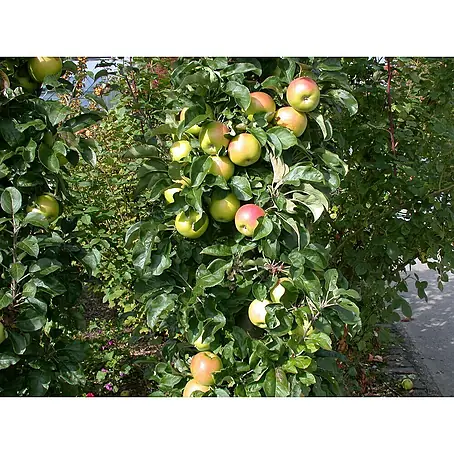 Piardino Bio Apfelbaum
