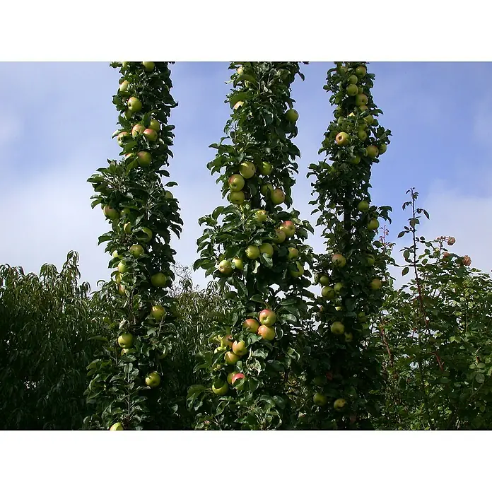Piardino Bio Apfelbaum - Malus domestica, 5 l, Erntezeit: September - Drei schlanke Apfelbäume voller reifer Äpfel vor einem blauen Himmel. Die Bäume sind dicht mit Laub und Früchten bedeckt.