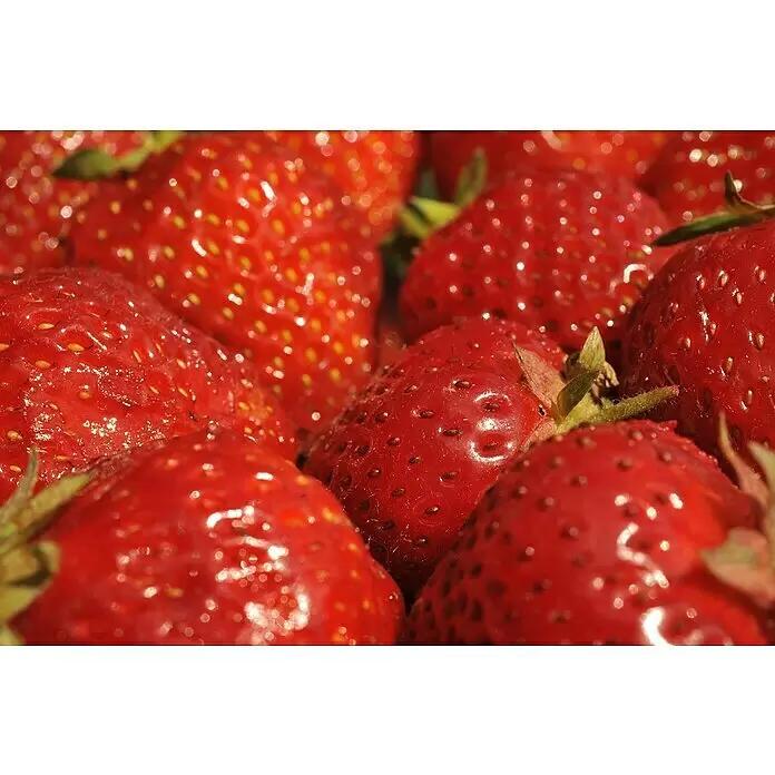 Piardino Erdbeere - Fragaria x ananassa 'Senga®-Sengana®' - Leuchtend rote, reife Erdbeeren, glänzend, mit sichtbaren Samen.