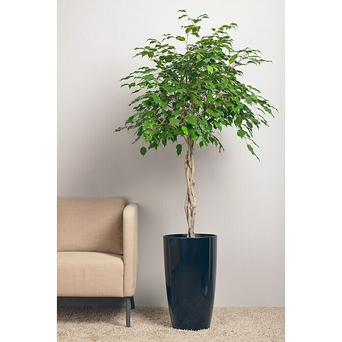 Piardino Chinesische Feige (Ficus nitida, Topfgröße: 14 cm) | BAUHAUS