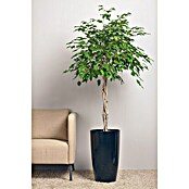Piardino Chinesische Feige (Ficus nitida, Topfgröße: 14 cm) | BAUHAUS
