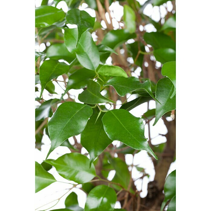 Piardino Chinesische Feige (Ficus nitida, Topfgröße: 14 cm) | BAUHAUS