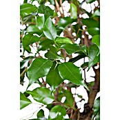 Piardino Chinesische Feige (Ficus nitida, Topfgröße: 14 cm) | BAUHAUS