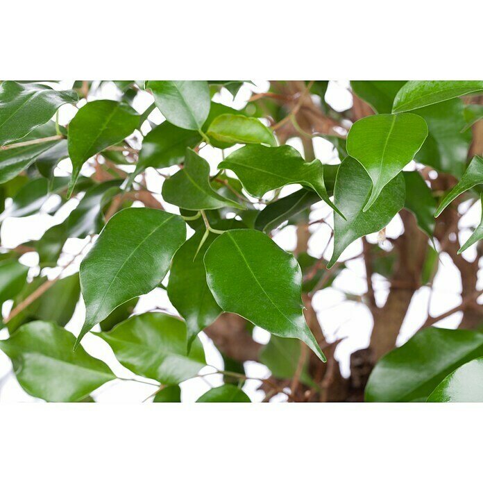 Piardino Chinesische Feige (Ficus nitida, Topfgröße: 14 cm) | BAUHAUS
