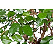 Piardino Chinesische Feige (Ficus nitida, Topfgröße: 14 cm) | BAUHAUS