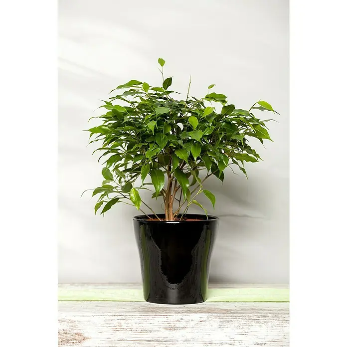 Piardino Ficus de Indias - Ficus benjamina, Tamaño de maceta: 14 cm - Hermoso Ficus Benjamini en una maceta negra brillante, perfecto como planta de interior elegante que añade un toque elegante a cualquier habitación.