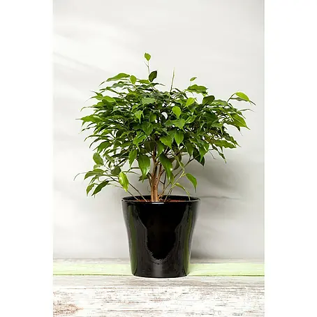 Piardino  Ficus de Indias