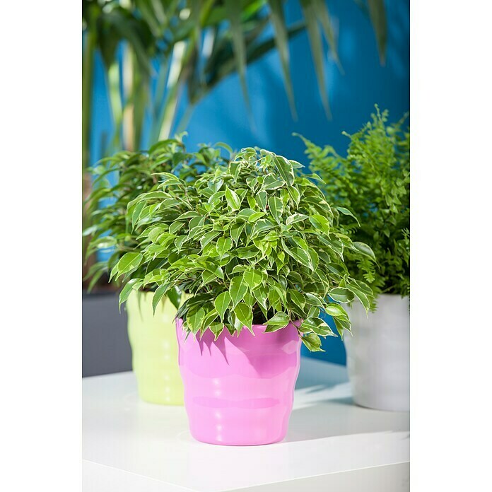 Piardino Chinesische Feige (Ficus nitida, Topfgröße: 14 cm) | BAUHAUS