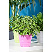 Piardino Chinesische Feige (Ficus nitida, Topfgröße: 14 cm) | BAUHAUS