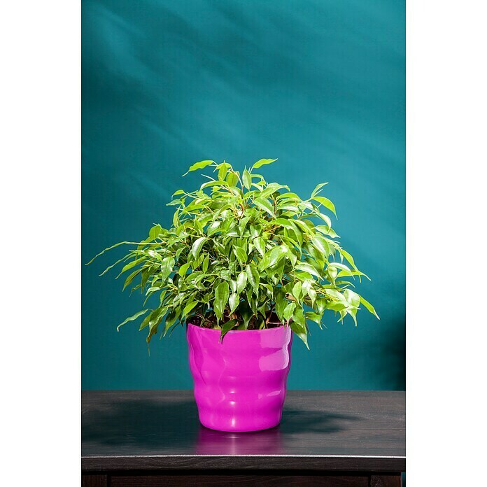Piardino Chinesische Feige (Ficus nitida, Topfgröße: 14 cm) | BAUHAUS