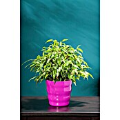 Piardino Chinesische Feige (Ficus nitida, Topfgröße: 14 cm) | BAUHAUS