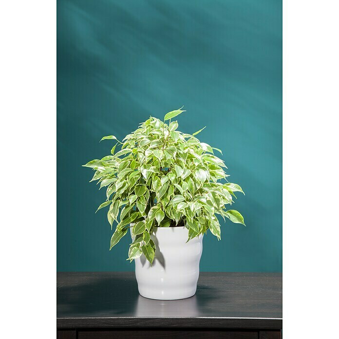 Piardino Chinesische Feige (Ficus nitida, Topfgröße: 14 cm) | BAUHAUS