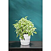 Piardino Chinesische Feige (Ficus nitida, Topfgröße: 14 cm) | BAUHAUS