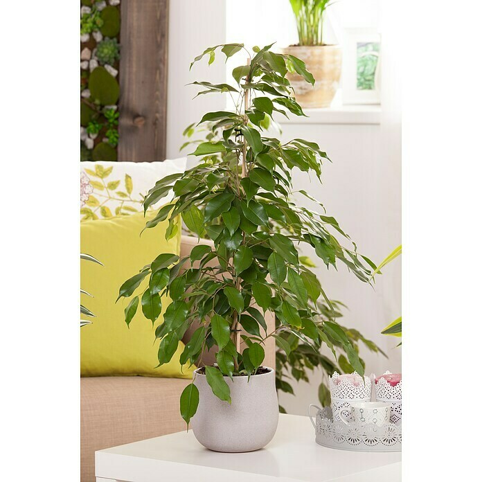 Piardino Chinesische Feige (Ficus nitida, Topfgröße: 14 cm) | BAUHAUS