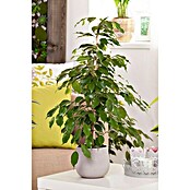Piardino Chinesische Feige (Ficus nitida, Topfgröße: 14 cm) | BAUHAUS