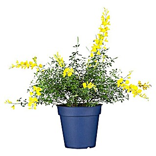 Piardino Ginster (Cytisus racemosus, Gelb)