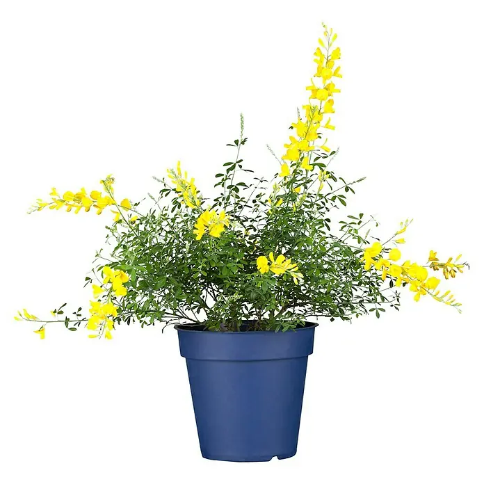 Piardino Ginster - Cytisus racemosus, Gelb - Ein Topf mit einer Ginsterpflanze mit gelben Blüten auf einem schwarzen Hintergrund.