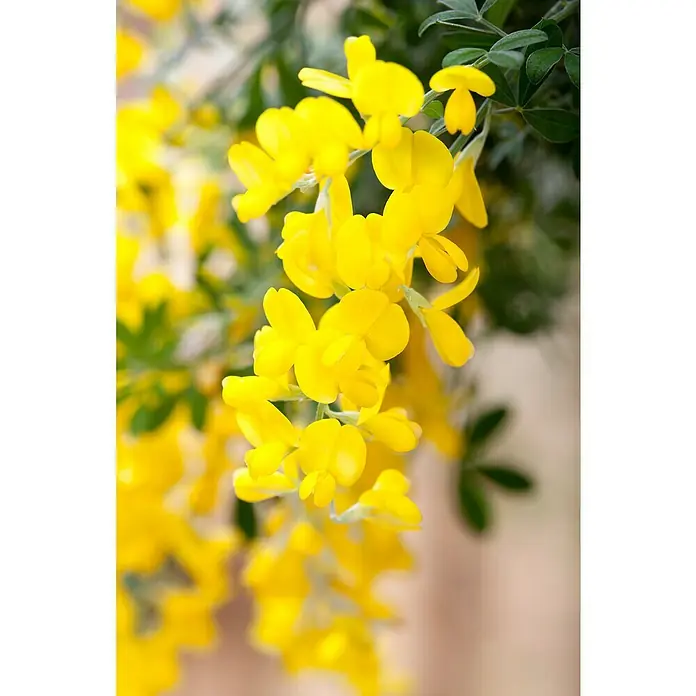 Piardino Ginster - Cytisus racemosus, Gelb - Nahaufnahme von leuchtend gelben Ginsterblüten, die an einem Strauch hängen und ihre Schönheit und Frische zeigen.