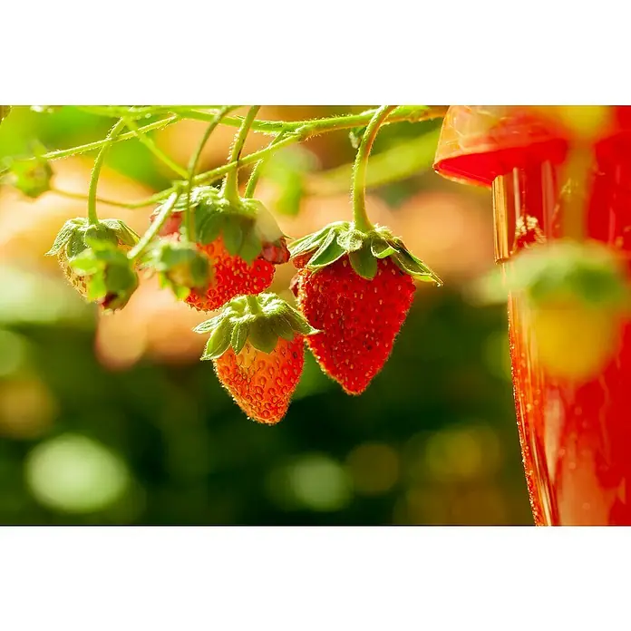 Piardino Erdbeere - Fragaria Ananassa 'Mieze Schindler', 1 Stk., Erntezeit: Juli - Nahaufnahme von Erdbeeren, die am Strauch hängen, zusammen mit einem Glas Erdbeergetränk im Hintergrund.