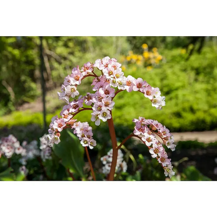 Piardino Bergenie - Bergenia cordifolia, 17 cm - Nahaufnahme eines blühenden Bergenienstrauchs mit zarten rosa Blüten und grünen Blättern im Hintergrund.