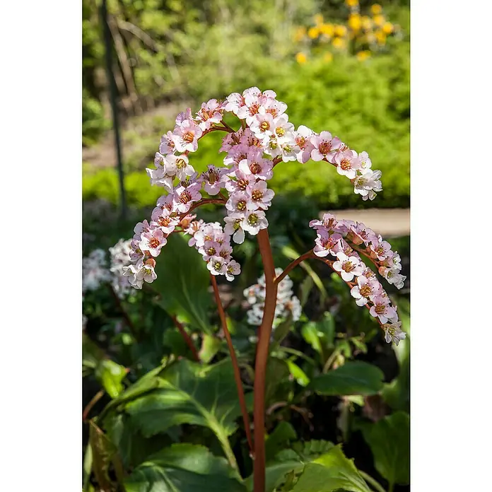 Piardino BergenieBergenia cordifolia, Rosa, 14 cm - Nahaufnahme einer blühenden Bergenie-Pflanze mit rosa-weißen Blüten vor einem grünen Hintergrund.