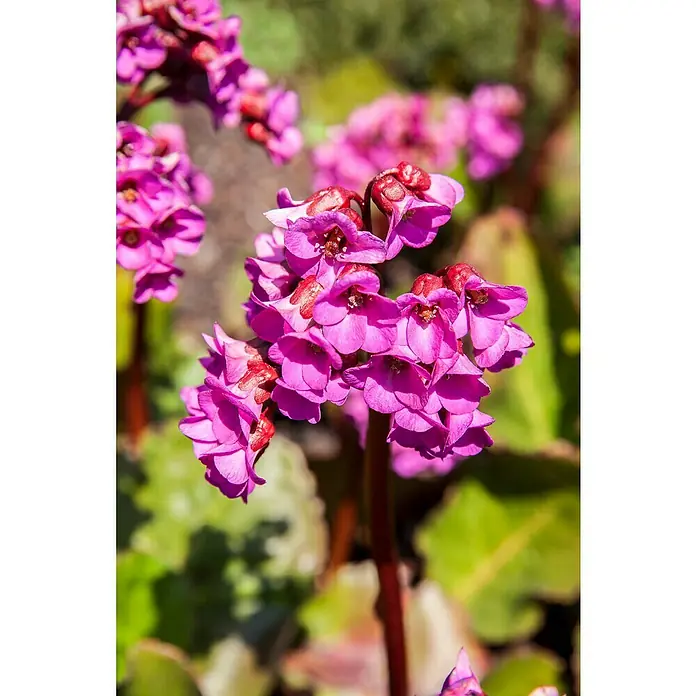 Piardino Bergenie - Bergenia cordifolia, 17 cm - Nahaufnahme von Bergenienblüten. Die üppigen, rosa Blütenstände präsentieren sich in voller Pracht und ziehen alle Blicke auf sich.