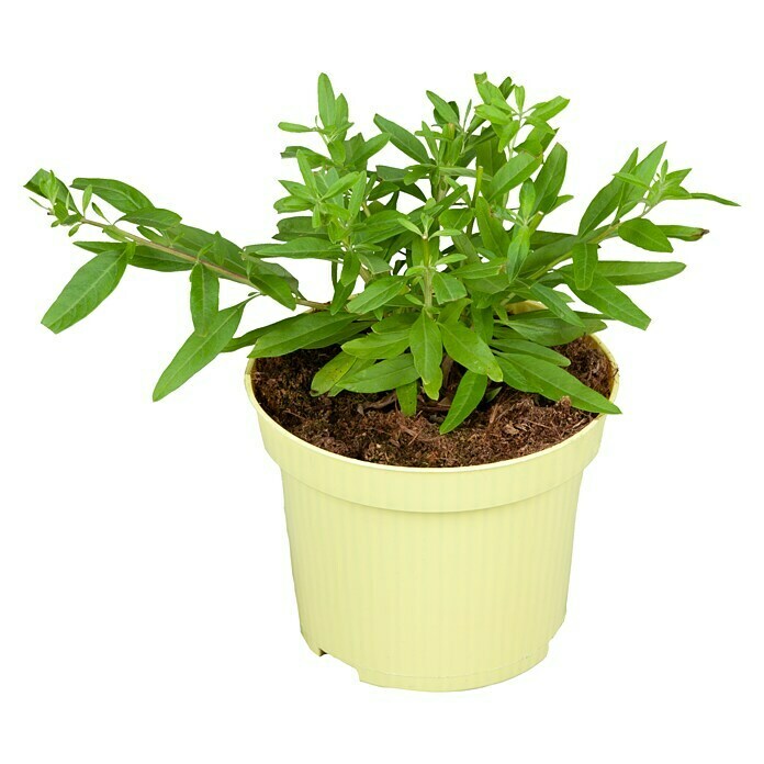 BLU Lippia polystacha 12
