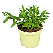 BLU Lippia polystacha 12
