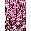 Hebe Magic Colour 12i.S. gem.
