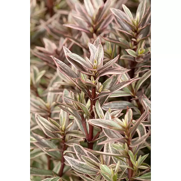 Piardino Strauchveronika in Sorten gemischt - Hebe 'Magicolors', Topfgröße: 12 cm, In Sorten gemischt - Detailaufnahme