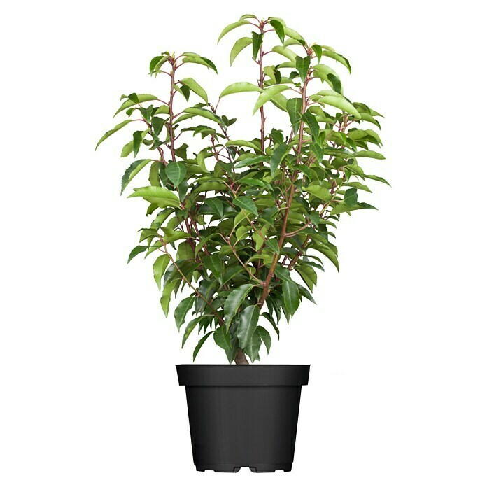 Piardino Portugiesische LorbeerkirschePrunus lusitanica 'Angustifolia', Topfgröße: 19 cm, Aktuelle Wuchshöhe: 30 cm - 40 cm Front View