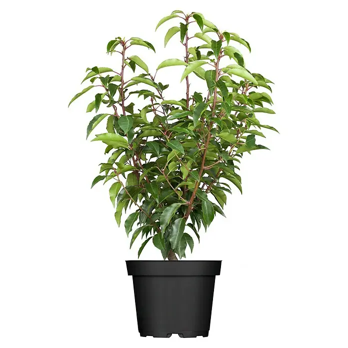 Piardino Portugiesische Lorbeerkirsche - Prunus lusitanica 'Angustifolia', Aktuelle Wuchshöhe: 30 cm - 40 cm - Ein Kirschlorbeer 'Novita' in einem schwarzen Topf. Der Kirschlorbeer ist eine immergrüne Pflanze mit glänzenden Blättern und ist ideal für Hecken.