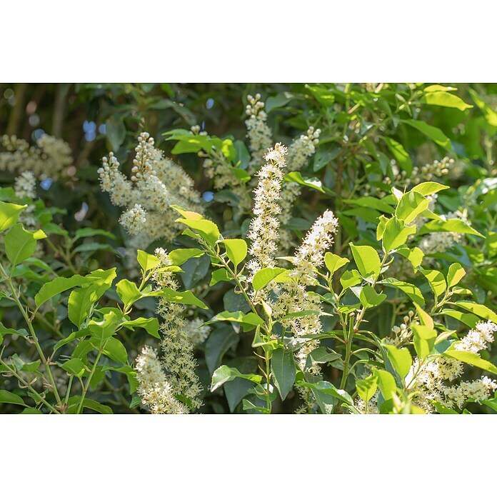 Piardino Portugiesische LorbeerkirschePrunus lusitanica 'Angustifolia', Topfgröße: 19 cm, Aktuelle Wuchshöhe: 30 cm - 40 cm Detail Shot