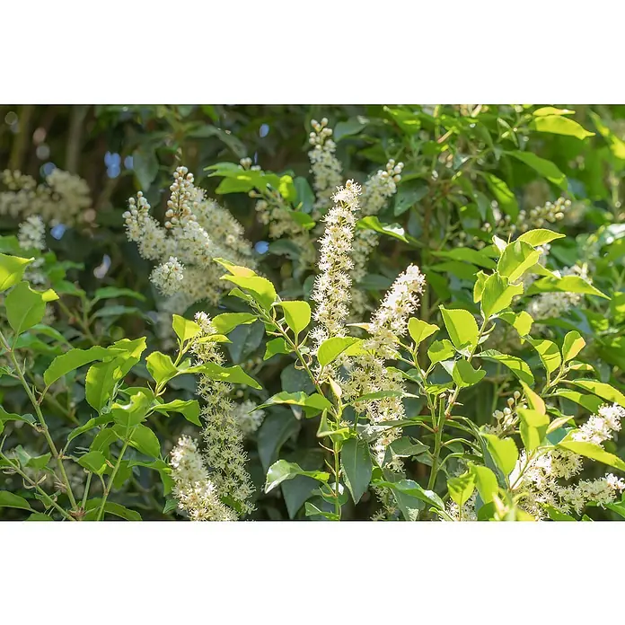 Piardino Portugiesische Lorbeerkirsche - Prunus lusitanica 'Angustifolia', Aktuelle Wuchshöhe: 30 cm - 40 cm - Nahaufnahme von blühenden Lorbeerkirsch-Blütenständen mit grünen Blättern, die die zarten, weißen Blüten hervorheben.