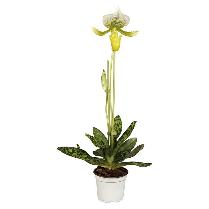 Orchidee (Topfgröße: 12 cm, Anzahl Triebe: 1, Aufrecht)